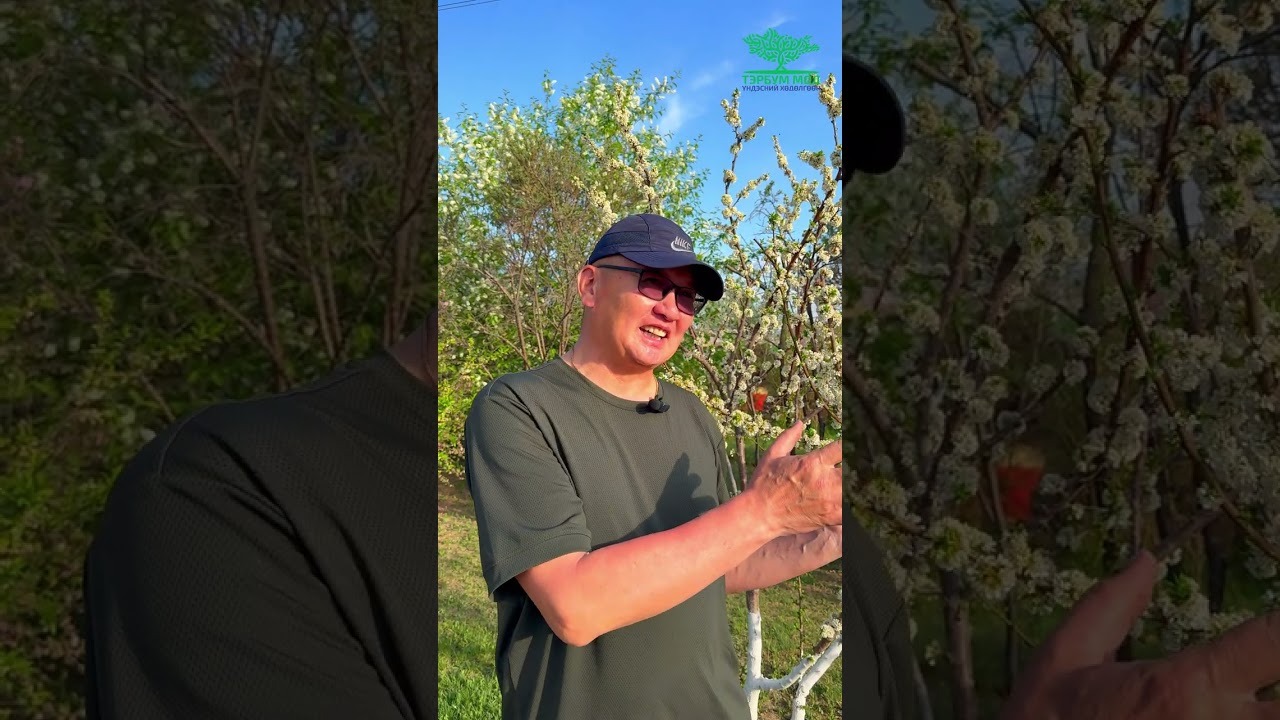 Энгийн хашаанд 200 мод, 7 төрлийн жимс тарьсан айл