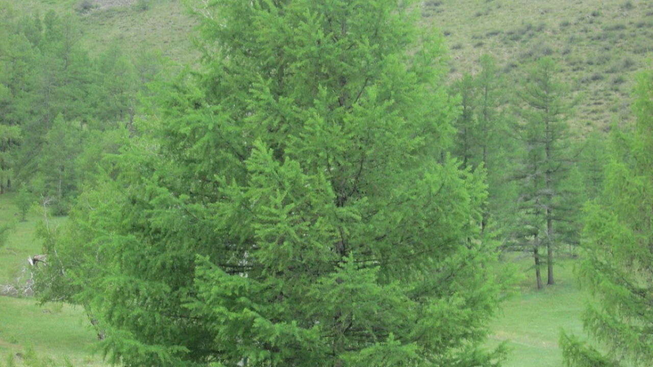 Шинэс модны тухай ойлголт болон тарих аргачлал