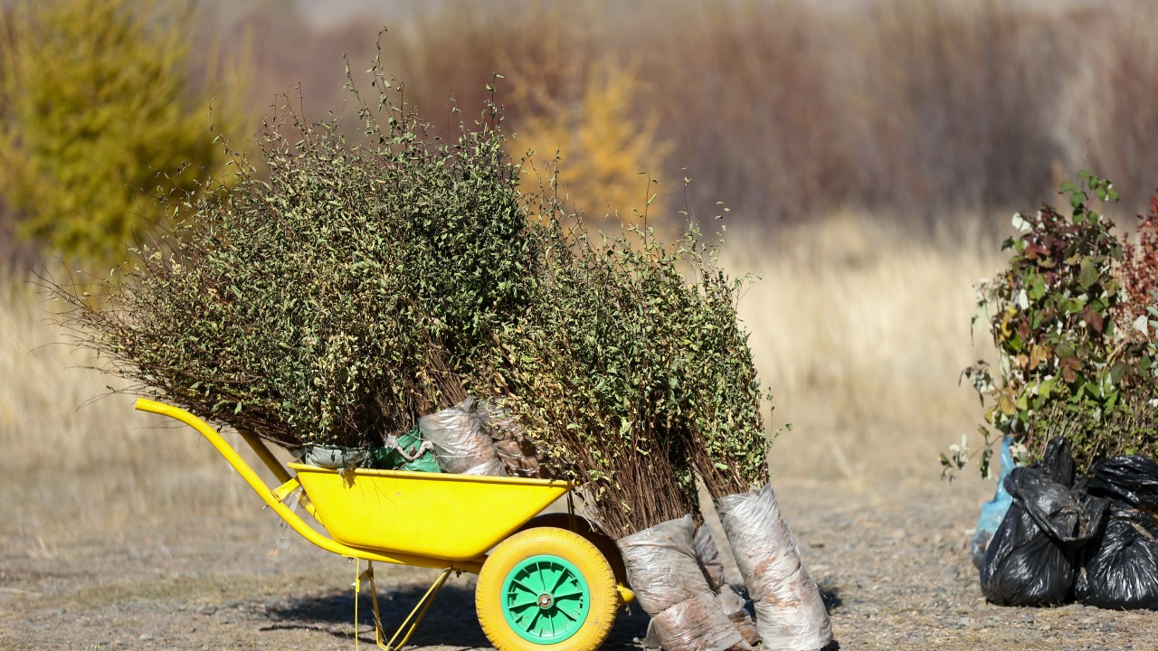 Модны тарьц суулгацыг хэрхэн сонгох вэ?