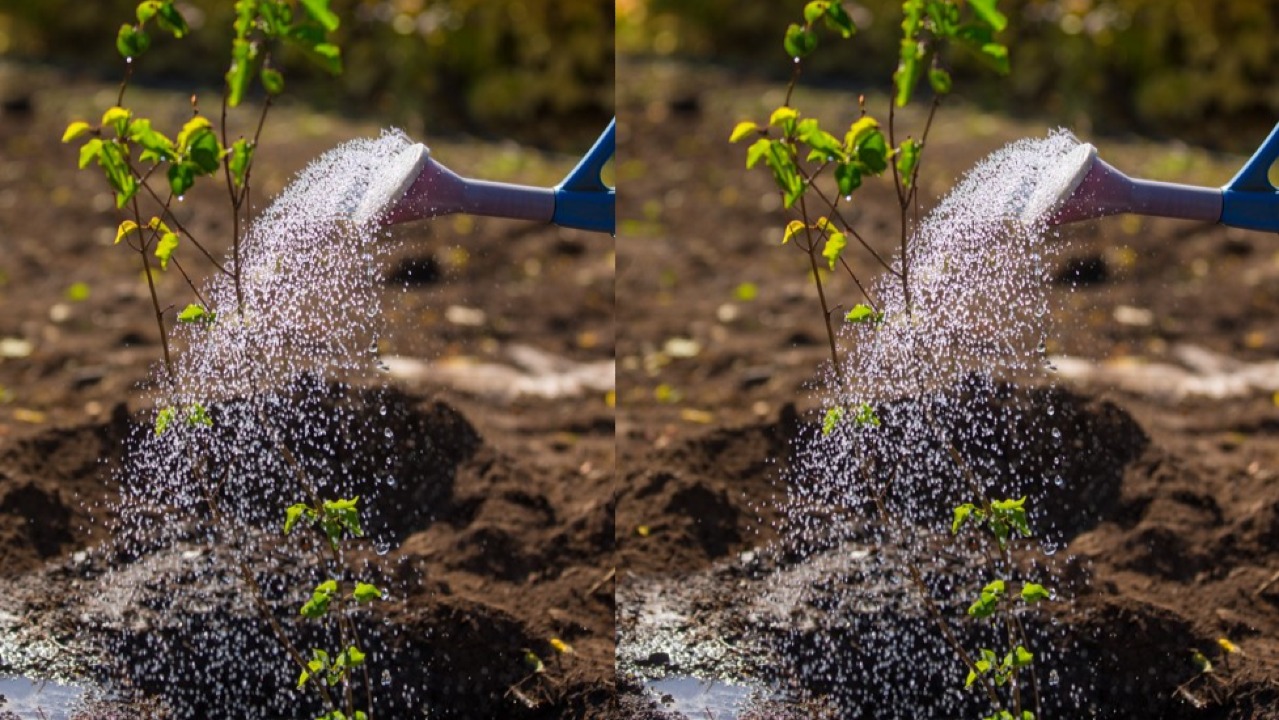 Мод усалгааг хэрхэн  хийх вэ?