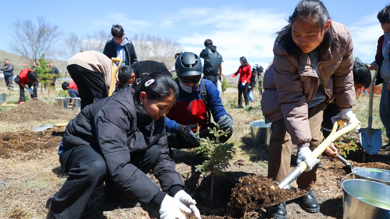 Модыг хэзээ тарих вэ?
